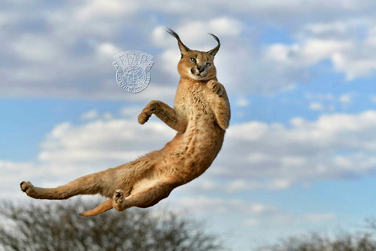 250_Anne-Marie_Etienne_Forest Jump.jpg