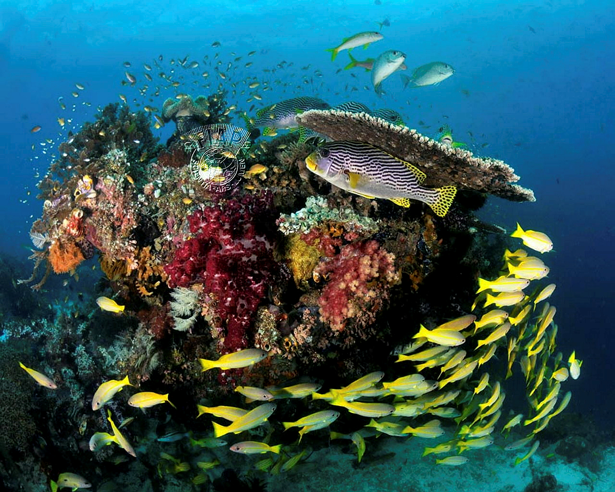 250_Claude_Bordier_Récif à Raja Ampat 04.jpg