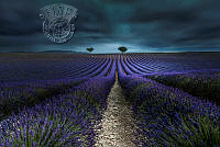 250_Dominique_Joly_Les Lavandes.jpg