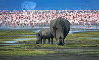 250_Noelle_Defossemont-Pomponne_Nakuru lake, last white rhinoceros.jpg