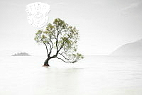 250_Serge_Gelé_Wanaka tree.jpg