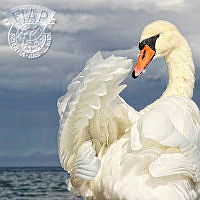276_Holger_Bcker_Baltic Sea Swan.jpg