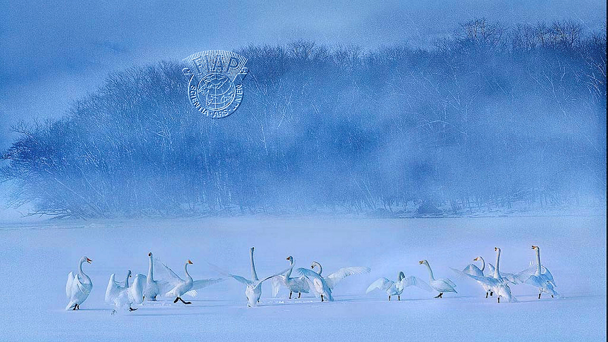 344_Hing_Wa_CHAN_Swan 4.jpg