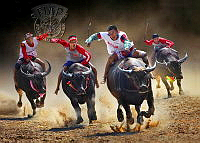 344_Lai Shan_Liu_Bull race.jpg