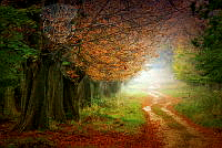 348_Bernadett_Eipl_Autumn chestnut tree alley.jpg
