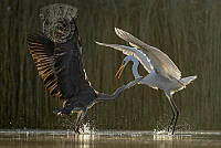348_Huba_Bajusz_Blue Heron contra Great Egret.jpg