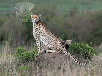 356_BASUDEB_CHAKRABORTY_CHEETAH WITH CUBS 3317.jpg