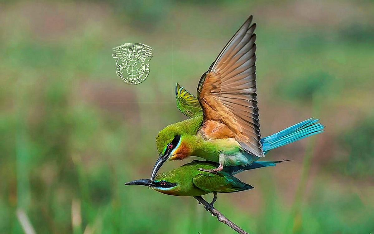 356_GIRISH_ANANTHAMURTHY_BLUE TAILED BEE EATER MATING.jpg
