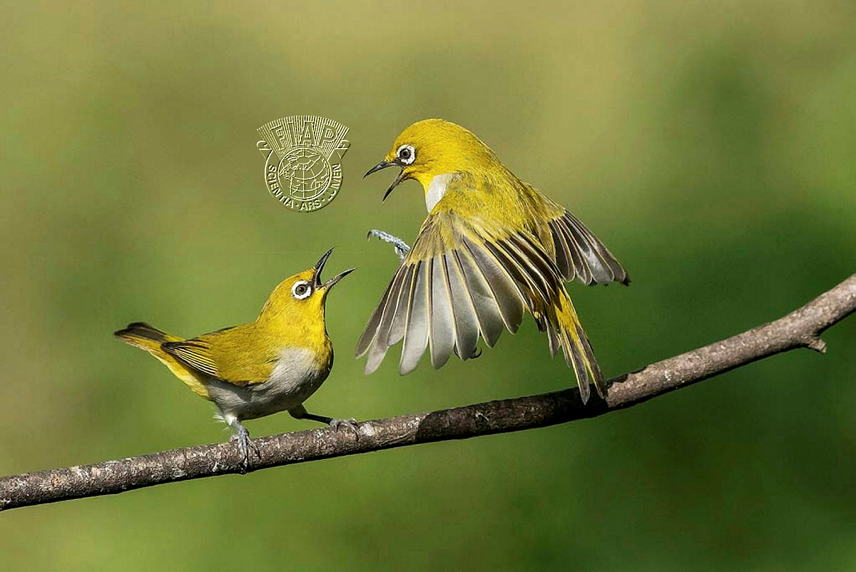 356_GIRISH_ANANTHAMURTHY_ORIENTAL WHITE EYE INTERACTING.jpg