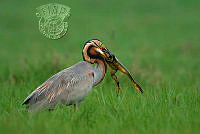 356_MANASI_DEB SARKAR_TOAD CATCHER.jpg