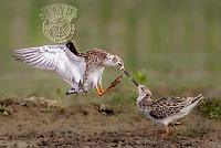 356_NAVIN_AGARWAL_Quarrelsome couple.jpg