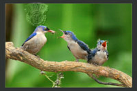 356_Nagendra_Muthmurdu_Nuthatch Feeding Chicks-3.jpg