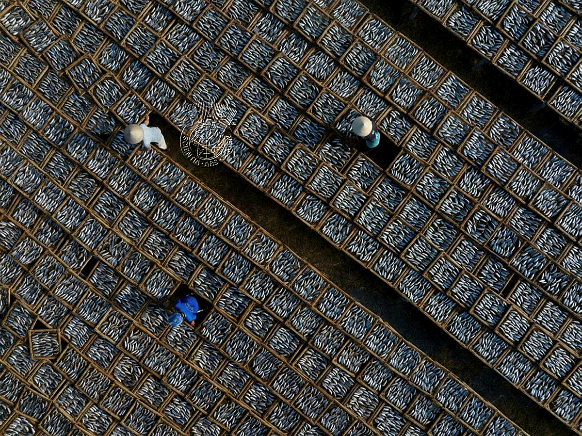 356_PIYUSH_PAUL_Drying Anchovies.jpg