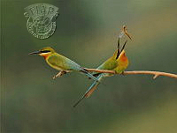 356_Prabaha_Chaudhury_Blue Tailed Bee Eater having Toss.jpg