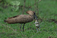 356_Pramod Govind_Shanbhag_Frog and the predator 2 7146.jpg