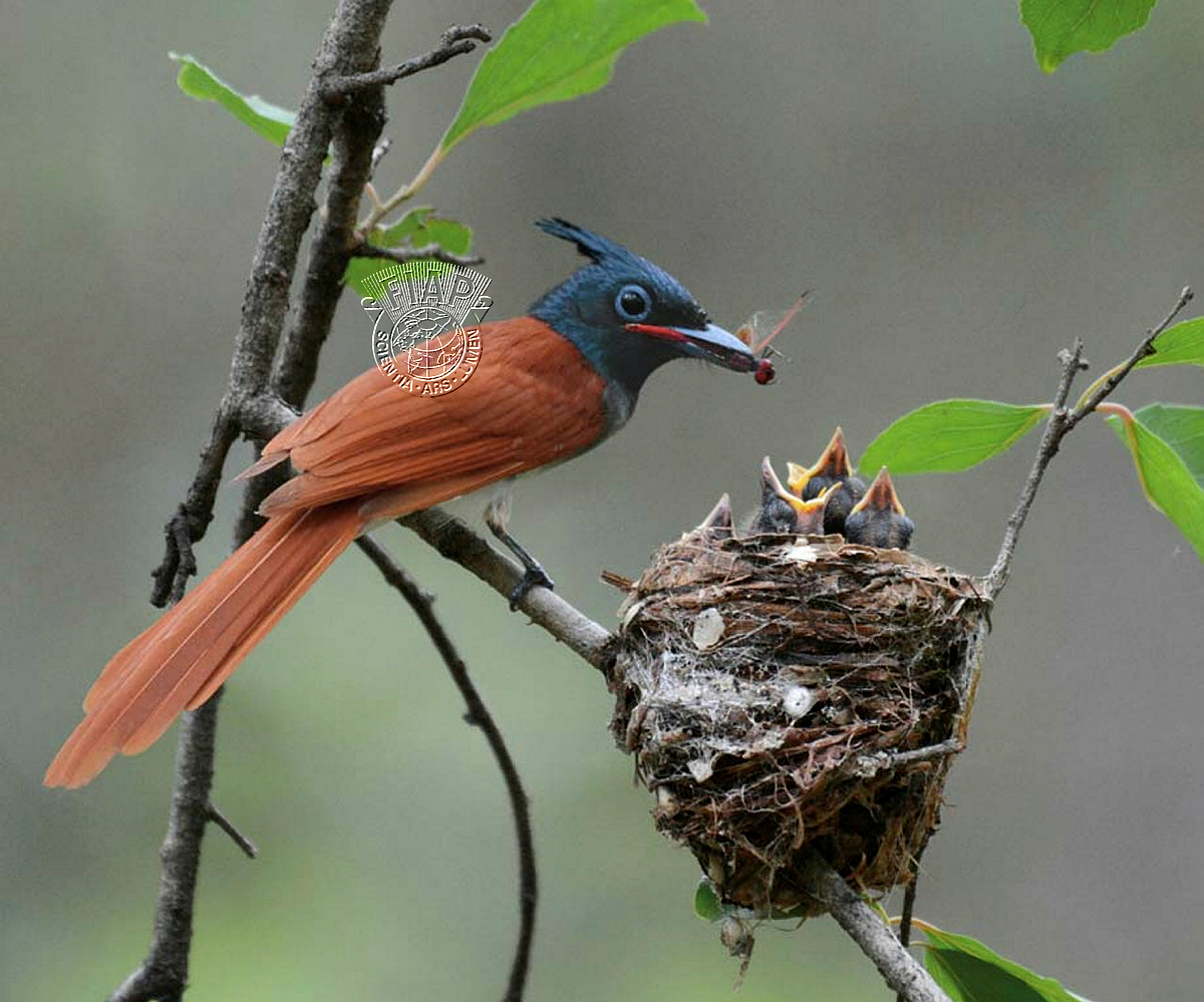 356_RANJIT_SAHU_ASIAN PARADISE FLYCATCHER.jpg