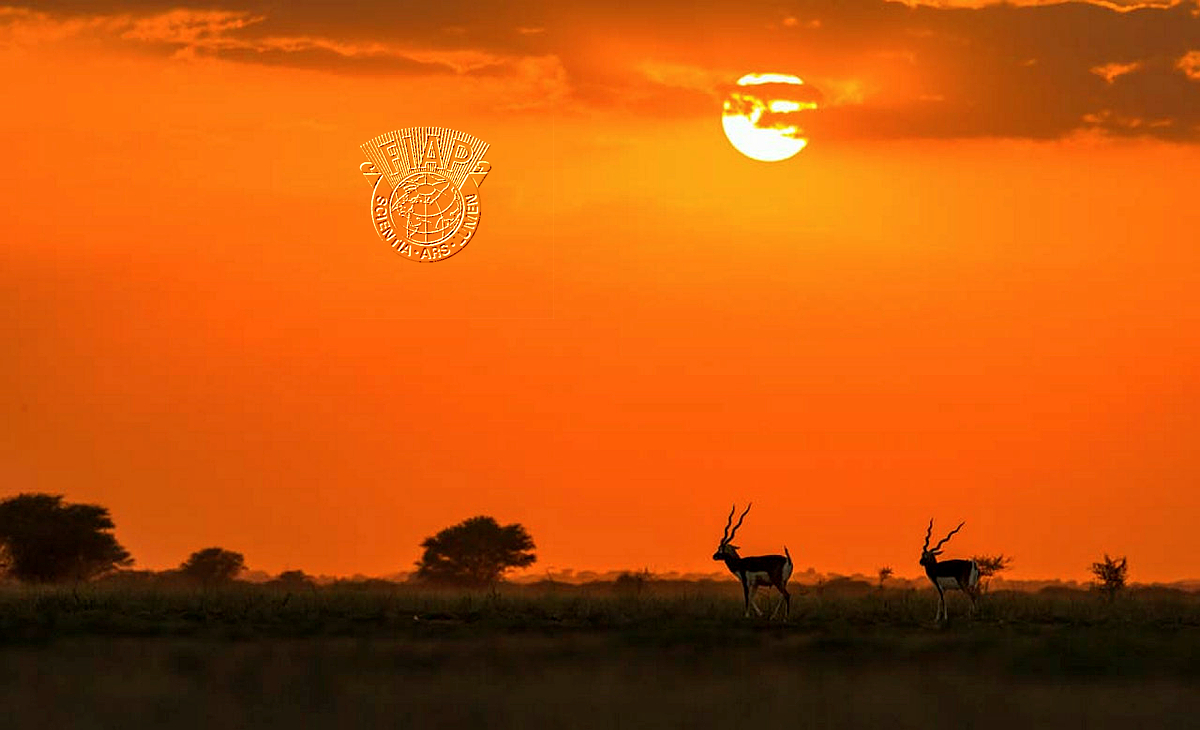 356_SURAJIT_DUTTA_THE DUSK.jpg