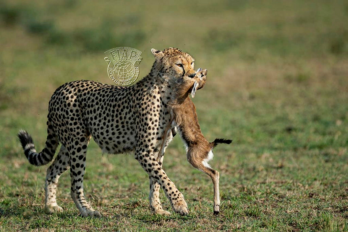 356_Sanjay Kumar_Shukla_Prey and predator.jpg