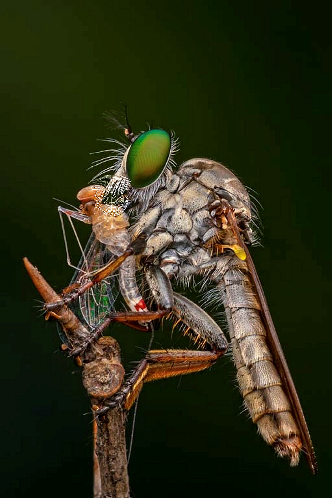 356_Subhankar_Bardhan_BIG CATCH.jpg
