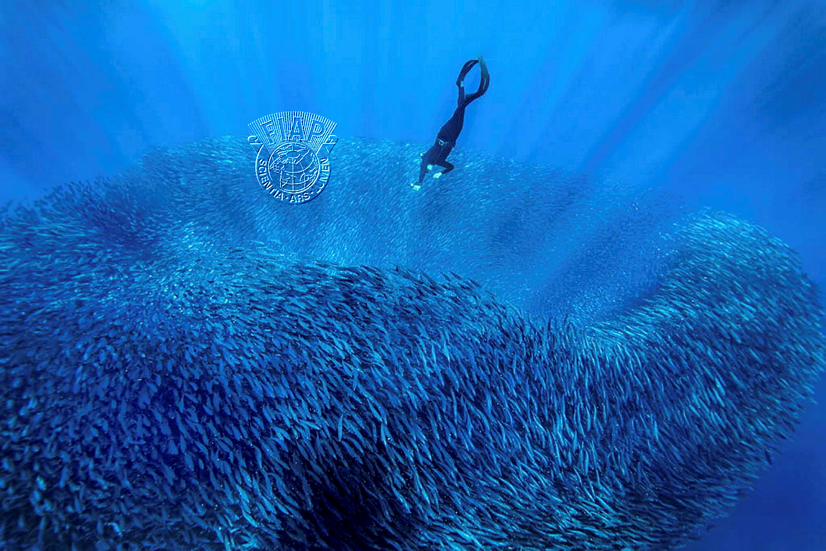 360_David_Somali_Chow_Dive into the sardine bowl.jpg