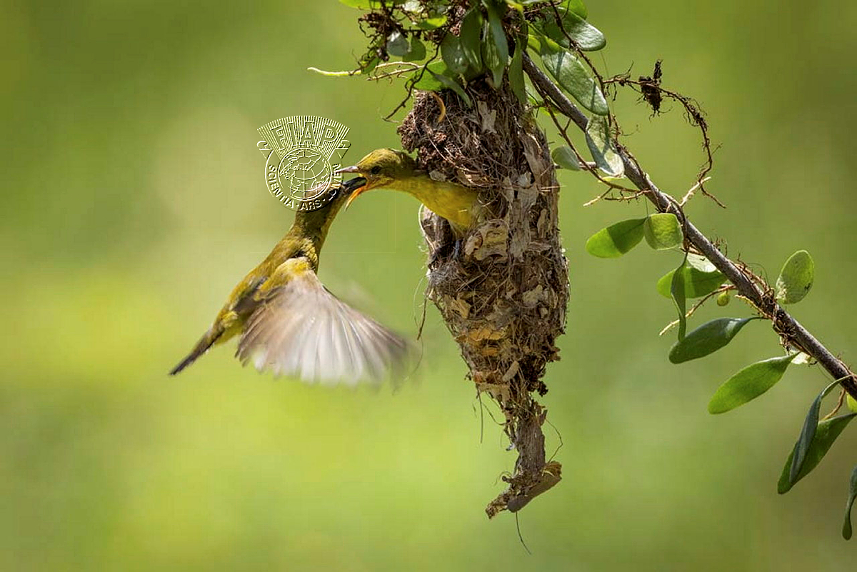360_Sofi Aida Sugiharto_colibri nesting.jpg