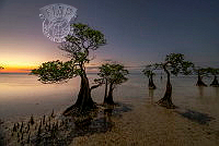 360_Sofi_Aida_Sugiharto_Walakiri sumba mangrove.jpg