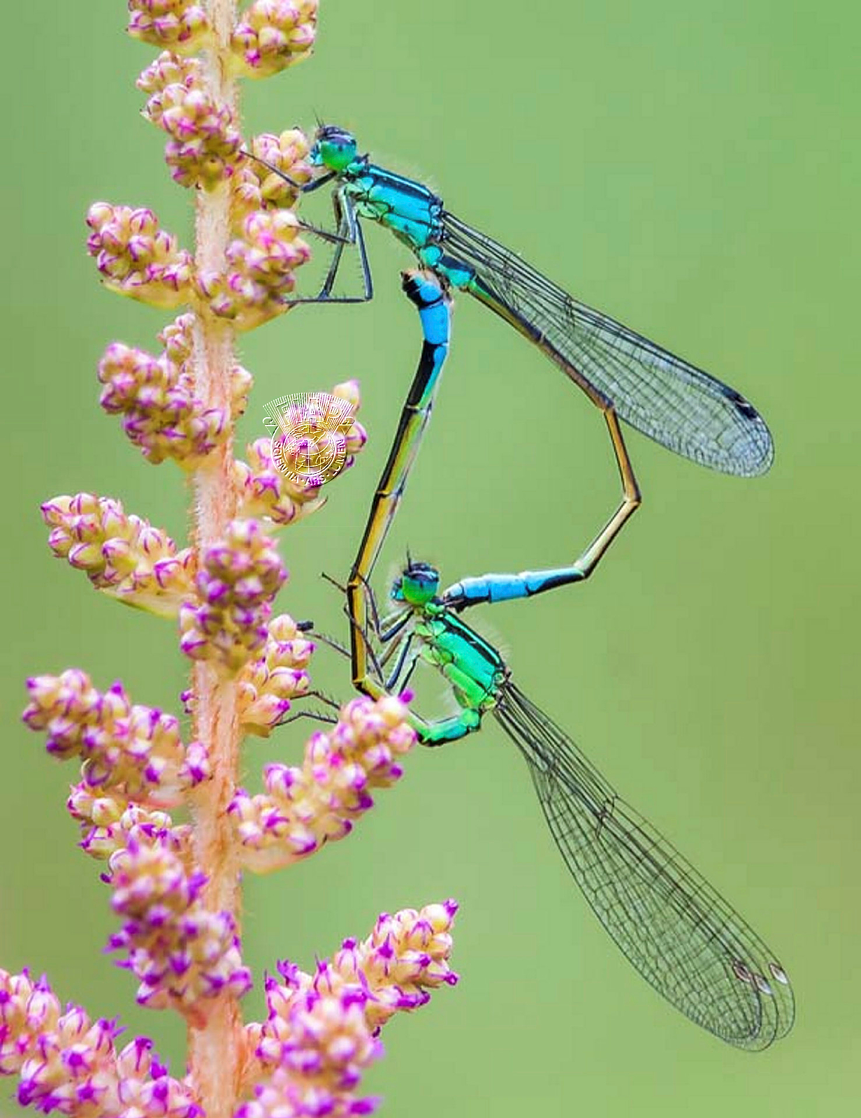 372_Andrew_Yeates_Blue Tailed Damselflies.jpg