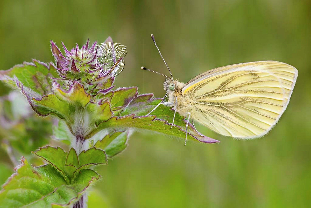 372_Andrew_Yeates_Green Veined White Butterfly.jpg