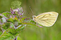 372_Andrew_Yeates_Green Veined White Butterfly.jpg
