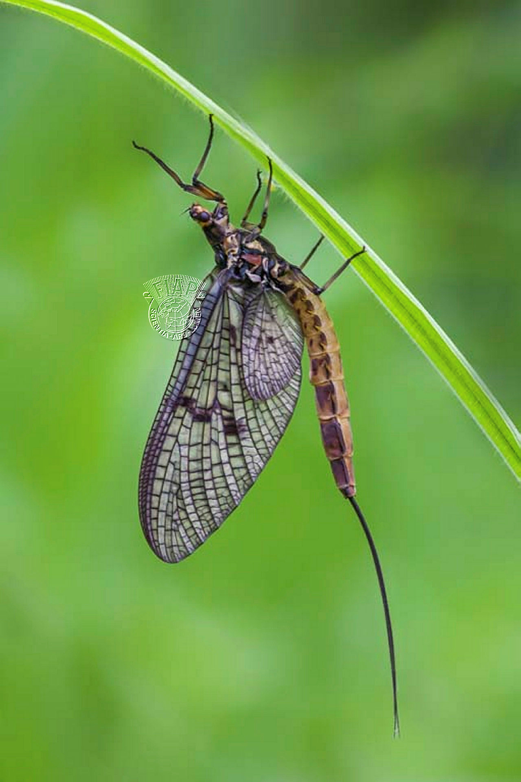 372_Andrew_Yeates_Mayfly.jpg