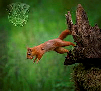 372_Claire_SULLIVAN_Jumping red squirrel.jpg