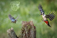 372_Claire_Sullivan_Woodpecker Chasing Nuthatch.jpg