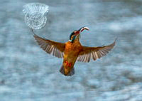 372_Edward_Mahon_kingfisher feeding.jpg