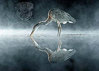 372_Feargal_Quinn_Reflection.jpg