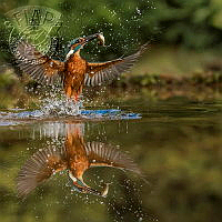 372_Ita_Martin_A SUCCESSFUL DIVE.jpg