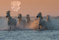 372_Ita_Martin_Sunrise in the Camargue.jpg