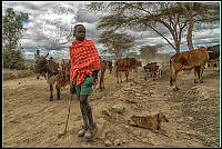 376_Esther_Epstein_Young shepherd, Kenia.jpg