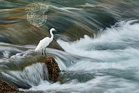 380_Franco_Fratini_Fishing in the rapids 1.jpg
