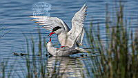 380_Giovanni_Fabbri_Common Tern-coupling 064-21.jpg