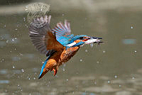 380_Giovanni_Fabbri_Kingfisher with prey 1.jpg