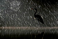 380_Maitan_Gianni_Heron in the rain.jpg