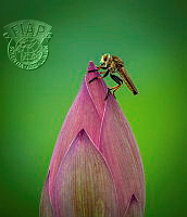 410_Chun_Woo_Lee_Robber fly.jpg