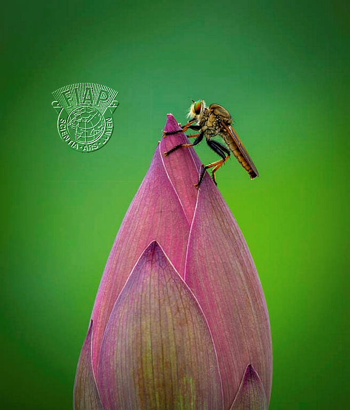 410_Chun_Woo_Lee_Robber fly.jpg