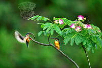410_YOUNGJUN_KIM_AFIAP_Birds and flowers.jpg