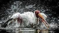 512_Maitham Al Lawati_Splashing Stork.jpg