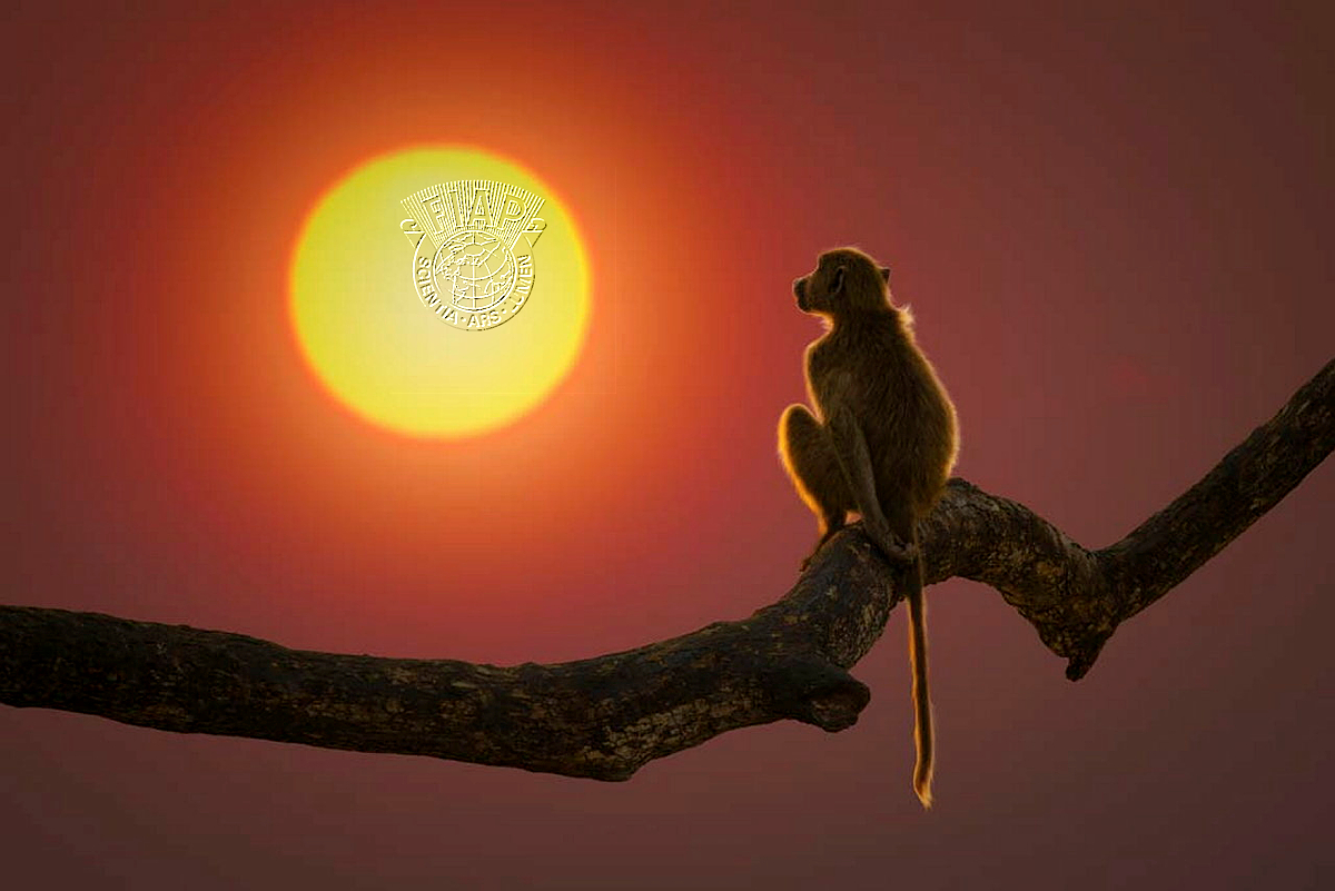 528_Chris_Stenger_Baboon Sunrise1.jpg