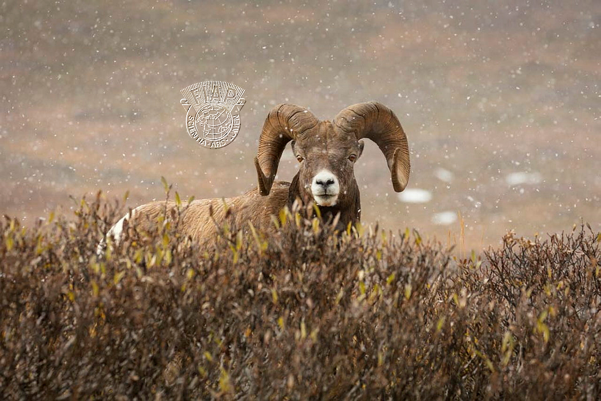 528_Chris_Stenger_Bighornsheep_in_snowshower.jpg