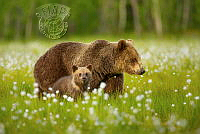 528_Chris_Stenger_Brown bear mother with cub.jpg