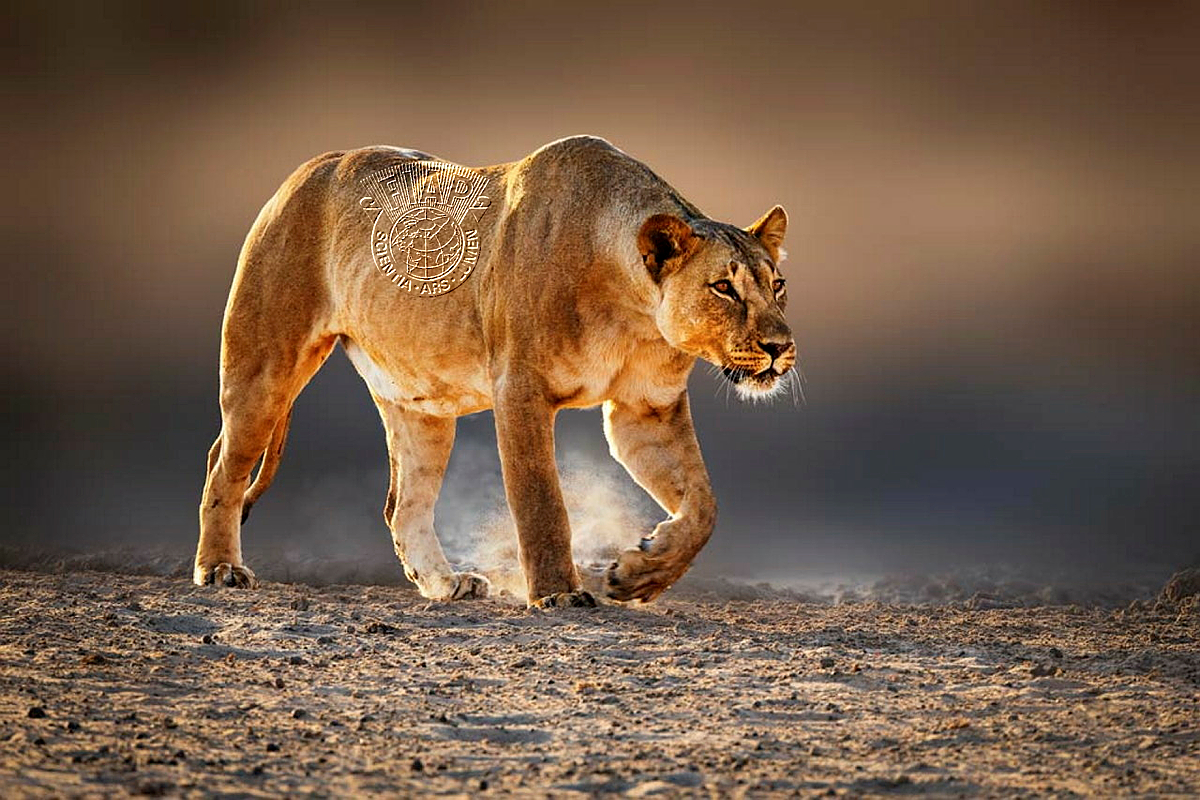 528_Chris_Stenger_Lioness_on_the_prowl.jpg
