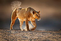 528_Chris_Stenger_Lioness_on_the_prowl.jpg